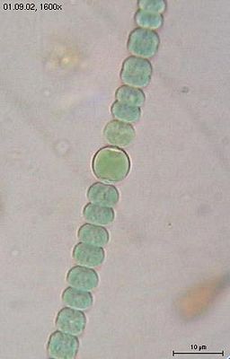 Cyanobakterien, Blaualgen