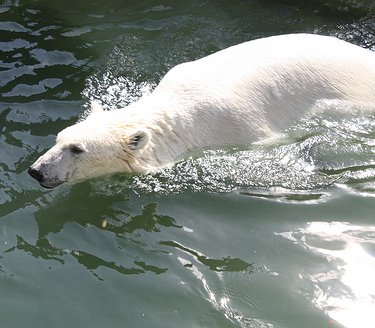 Eisbär