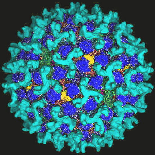 Blauzungenvirus