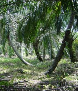 Palmölplantage