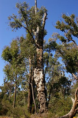 Eucalyptus marginata