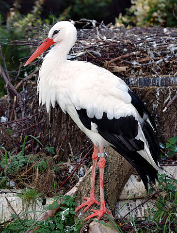 Weißer Storch