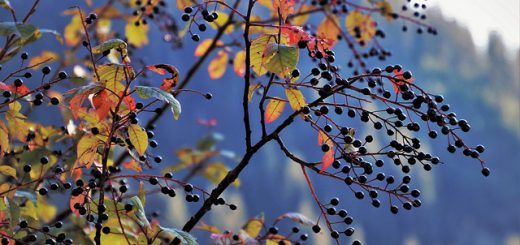 Herbst