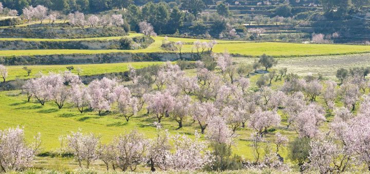 Mandelblüte