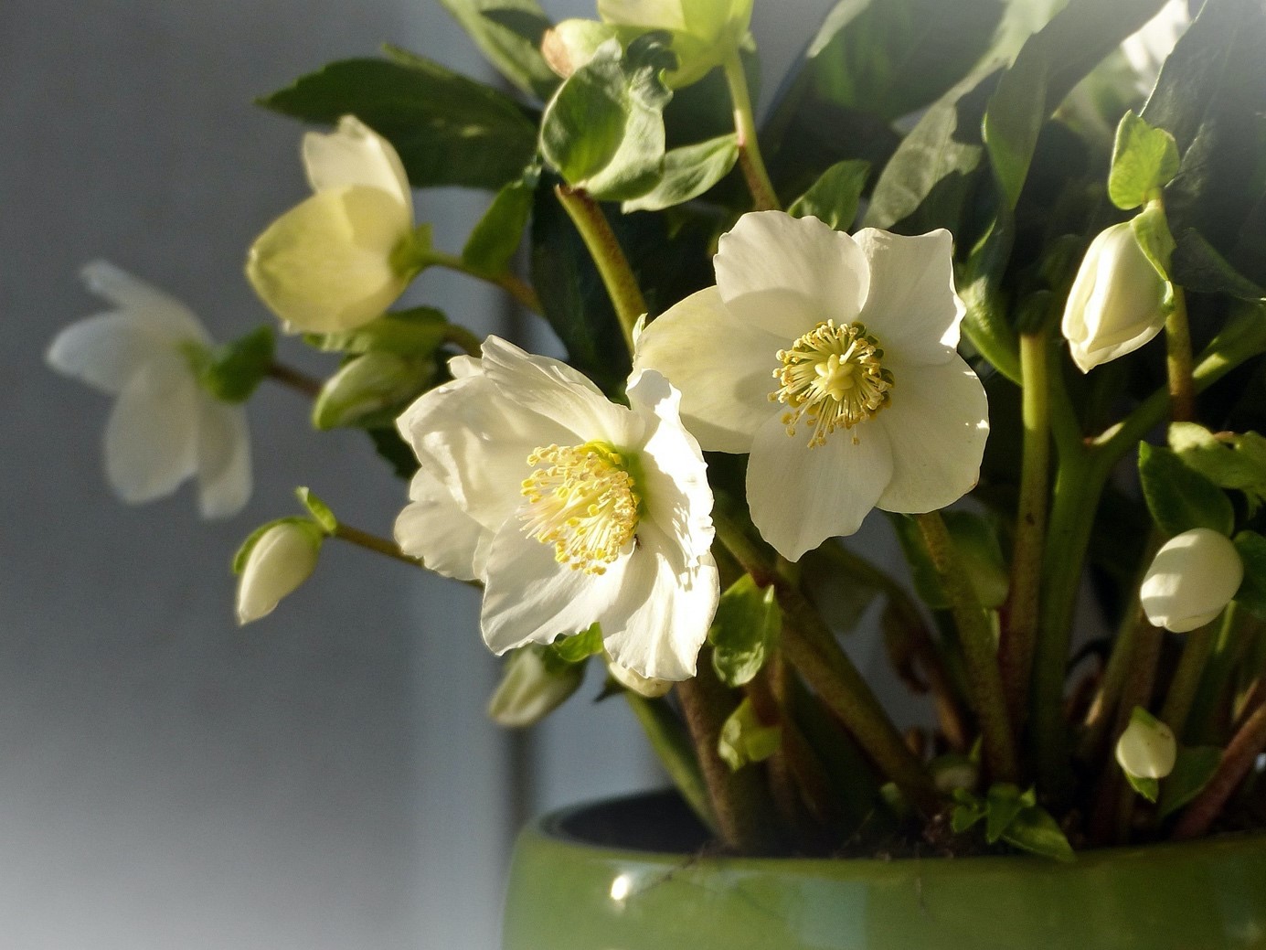WinterBlumenstrauß Blumengrüße passend zur Jahreszeit WetterCenter.de